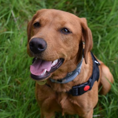 Saffron : Juno (Payne & Loughton)